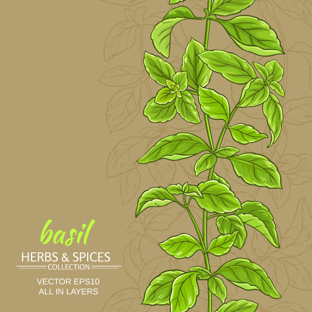 罗勒的背景图片下载