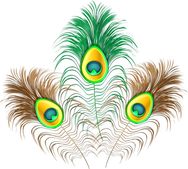 白色背景上的孔雀羽毛图片下载