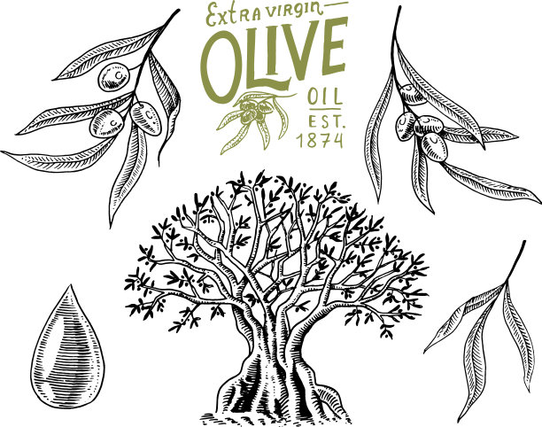 集橄榄油和有机树枝于一体图片下载