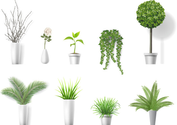 组家庭植物图片下载