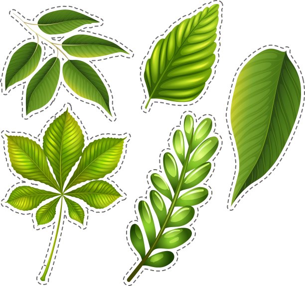 不同类型的绿叶图片下载