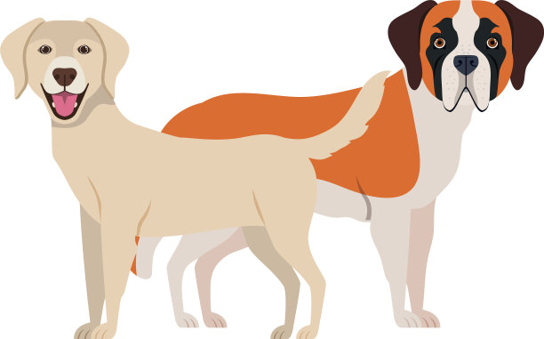 可爱和可爱的狗在白色的背景图片下载