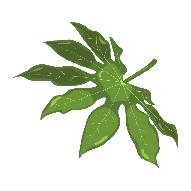 楤木为热带叶植物成分图片下载