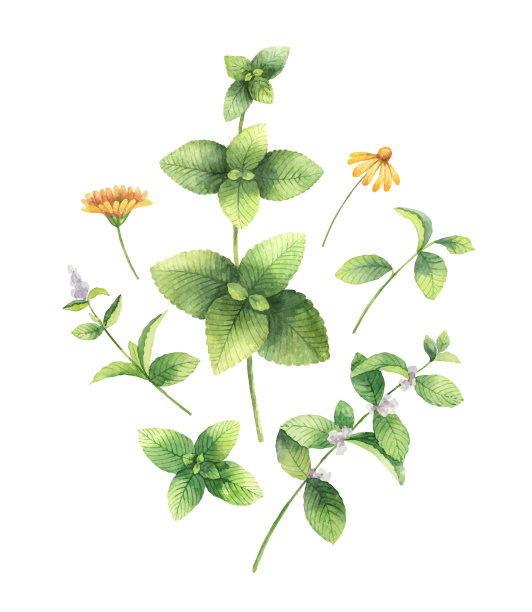 水彩手画一套花和图片下载