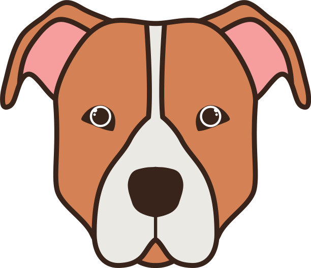 可爱的斗牛犬在白色的背景图片下载