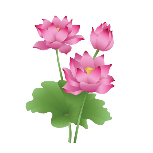 荷花在白底的舞台上图片下载