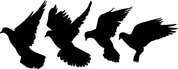 鸽子的剪影图片下载