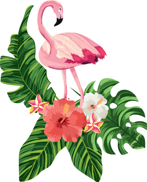 热带火烈鸟卡通图片下载