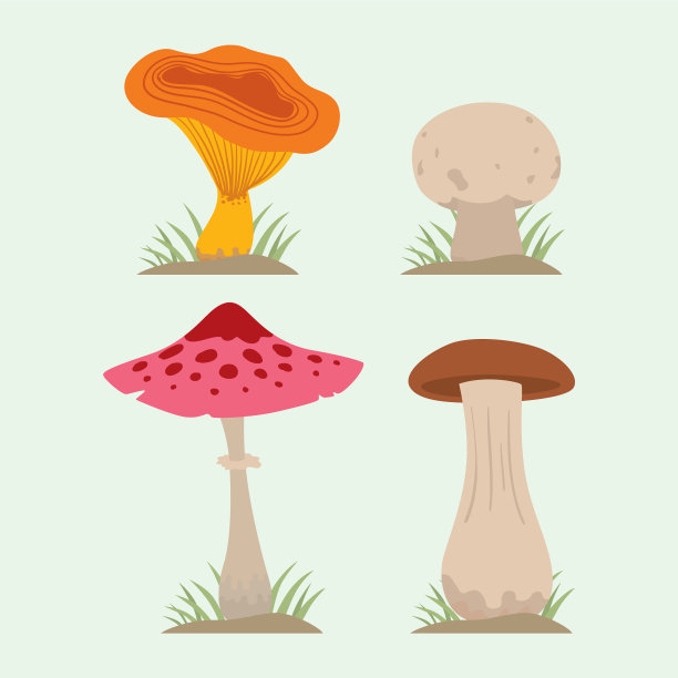 烹饪用蘑菇和有毒的天然食品图片下载