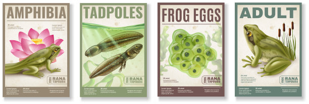 青蛙生命周期海报套图片下载