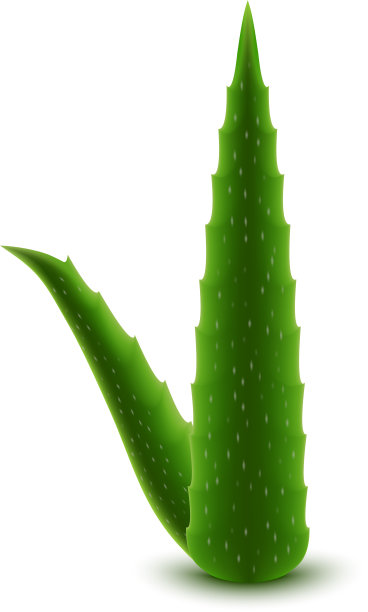 叶芦荟图标写实风格图片下载
