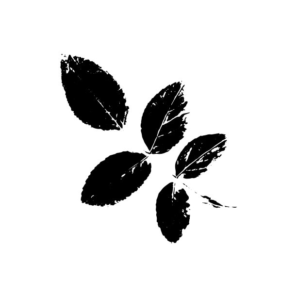 花楸叶剪影植物与自然图片下载