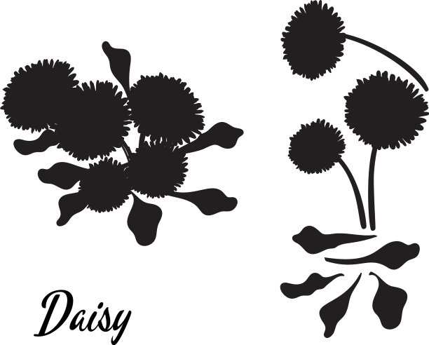 雏菊花束的剪影图片下载