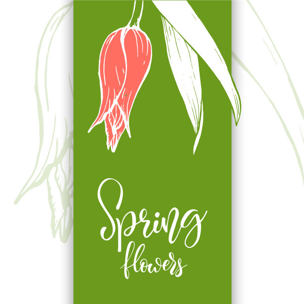 素描线性郁金香花图片下载