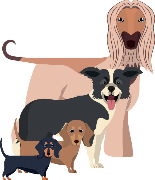 设置可爱的狗在白色的背景图片下载