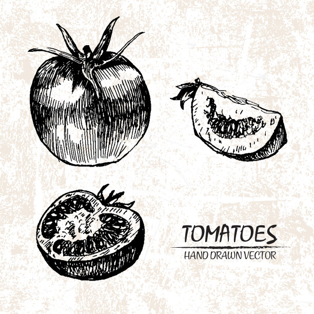 数字详细的番茄手绘图片下载
