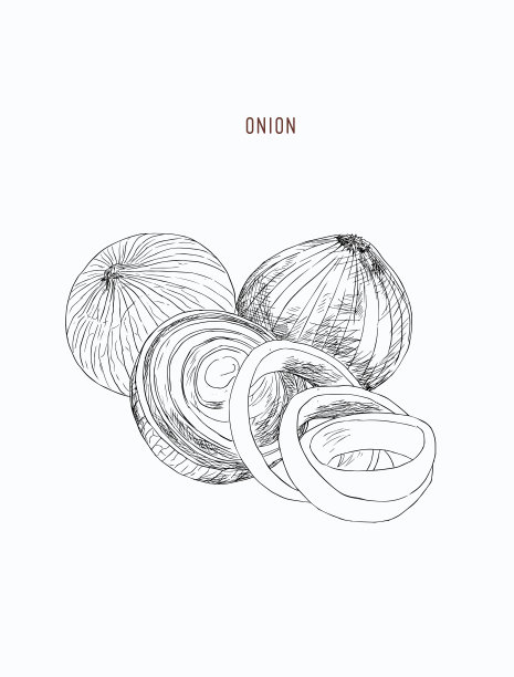 洋葱手画套满环和半切图片下载