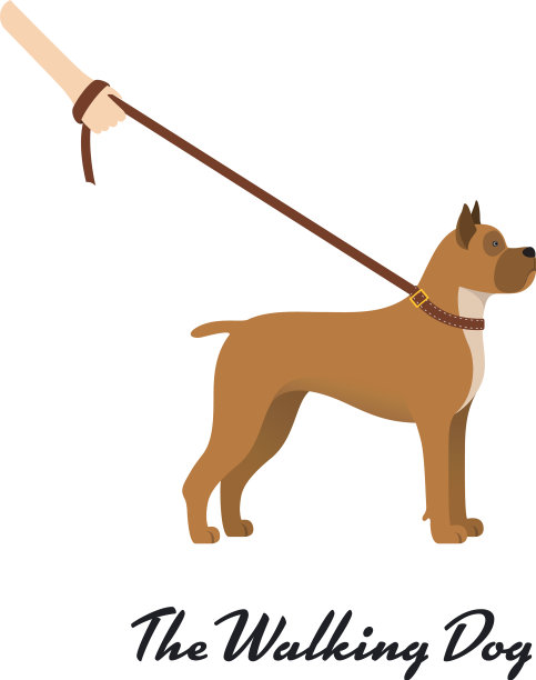 狗拳击手与皮带-在白色的背景图片下载