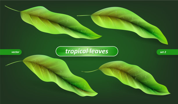 热带的叶子叶子孤立在绿色上图片下载