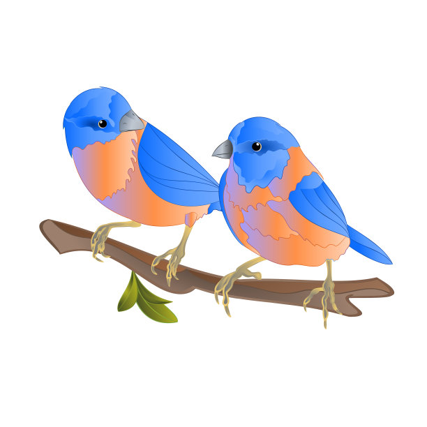 蓝知更鸟在树枝上画眉图片下载