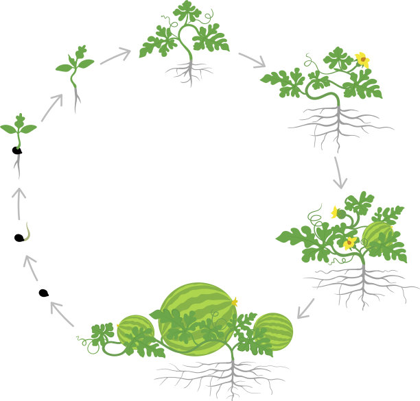 西瓜作物生长圆形图片下载