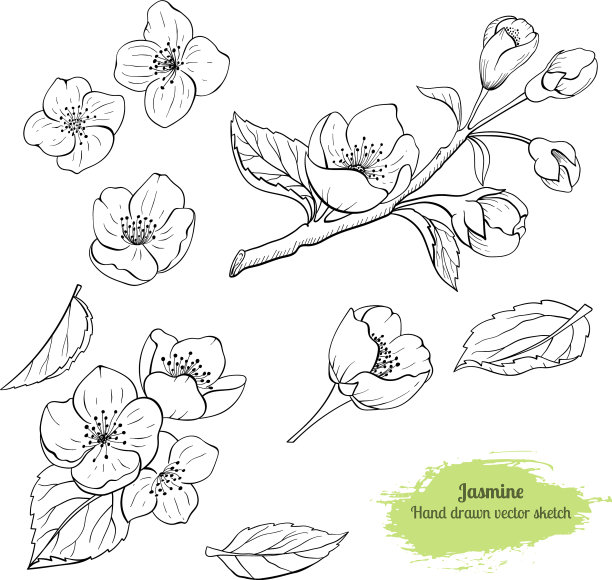 手绘茉莉花叶集图片下载