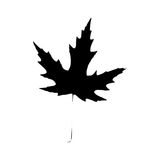 枫树叶剪影植物和大自然图片下载