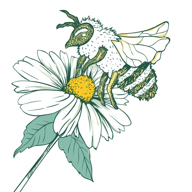 昆虫学与蜜蜂或黄蜂素描图片下载