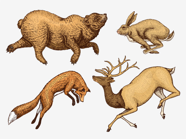 翱翔的赤狐野兔野兔北方棕熊图片下载