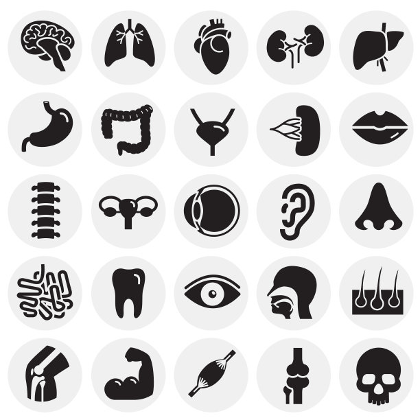 人体器官设置在圆形背景图形图片下载