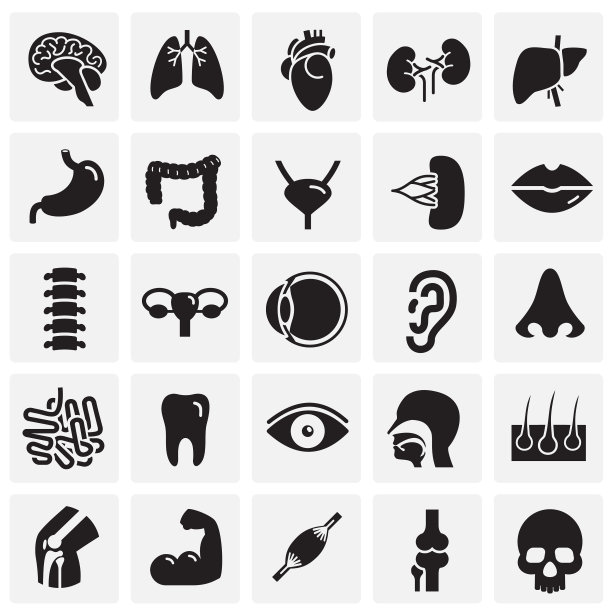 人体器官设置在方格背景图形图片下载