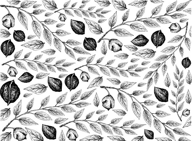 手绘草图黑核桃背景图片下载