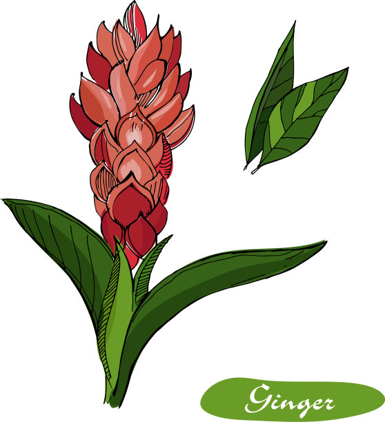 生姜手绘详细图片下载