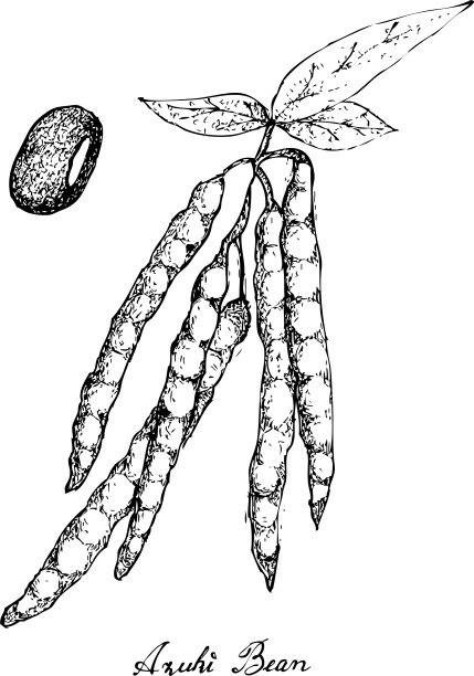 手绘小豆植物图片下载