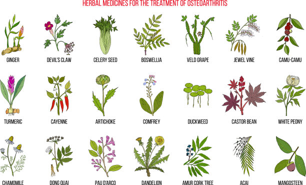 骨关节炎的最佳草药疗法图片下载