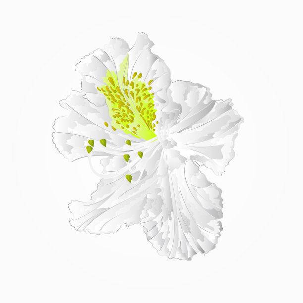 花白杜鹃第七山图片下载