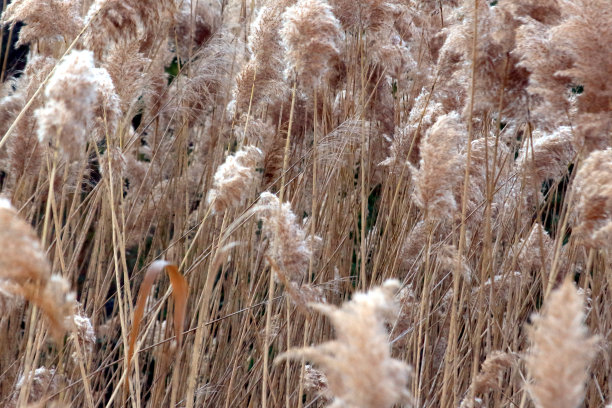 柳条、种植园图片下载
