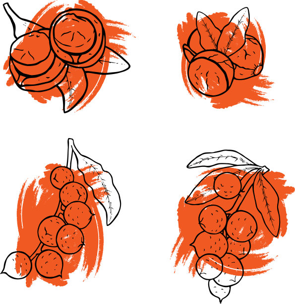 线性套澳洲坚果收集图标图片下载