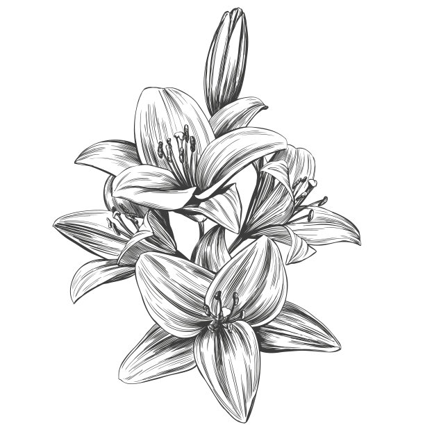 盛开的百合花手图片下载