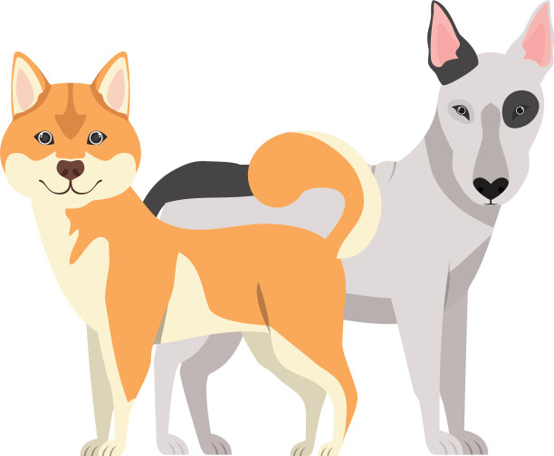 可爱和可爱的狗在白色的背景图片下载