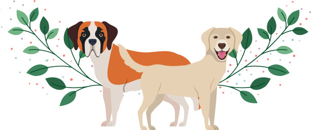 可爱和可爱的狗在白色的背景图片下载