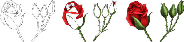 玫瑰手绘和彩色的盛开图片下载