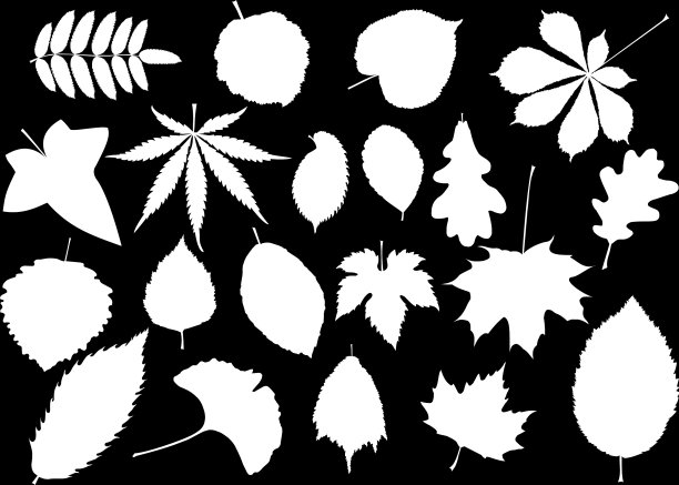 树叶集图片下载