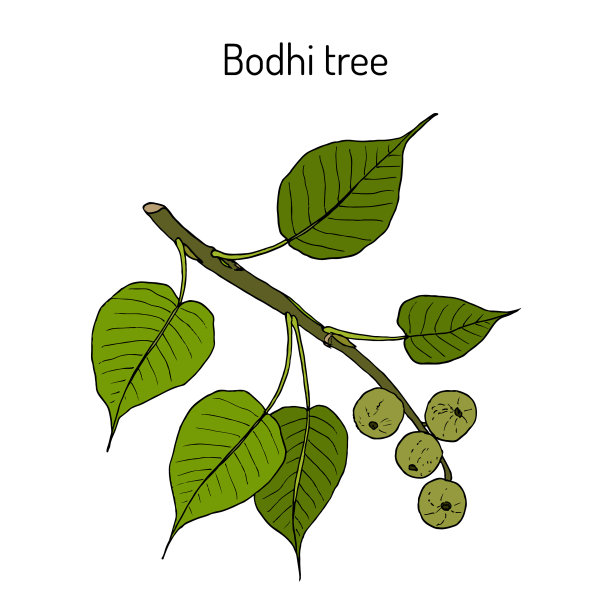 神圣的无花果或菩提树图片下载