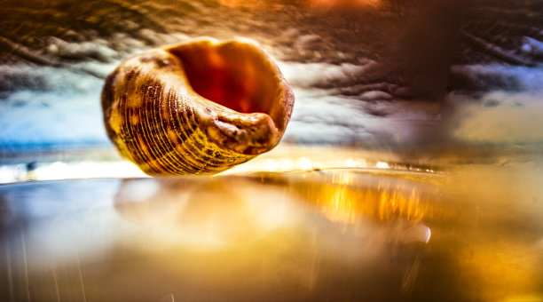 在海滩上的强烈风暴把一个贝壳抛到海岸上图片下载