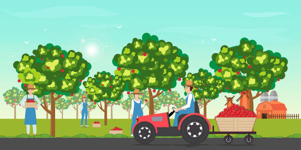 秋天，园丁在农场采摘苹果图片下载