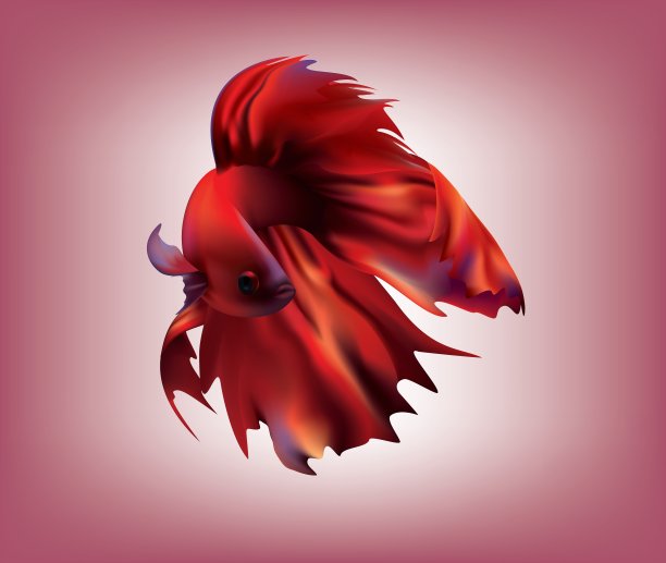 美丽的红暹罗斗鱼图片下载