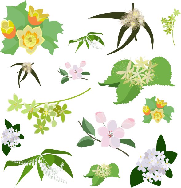 一套画野花图片下载