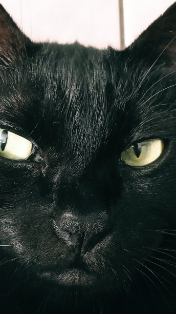 猫的眼睛图片下载