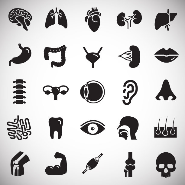 人体器官设置在白色背景上图片下载